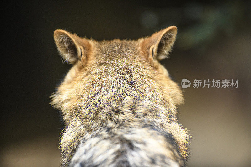 金豺(Canis aureus)特写肖像